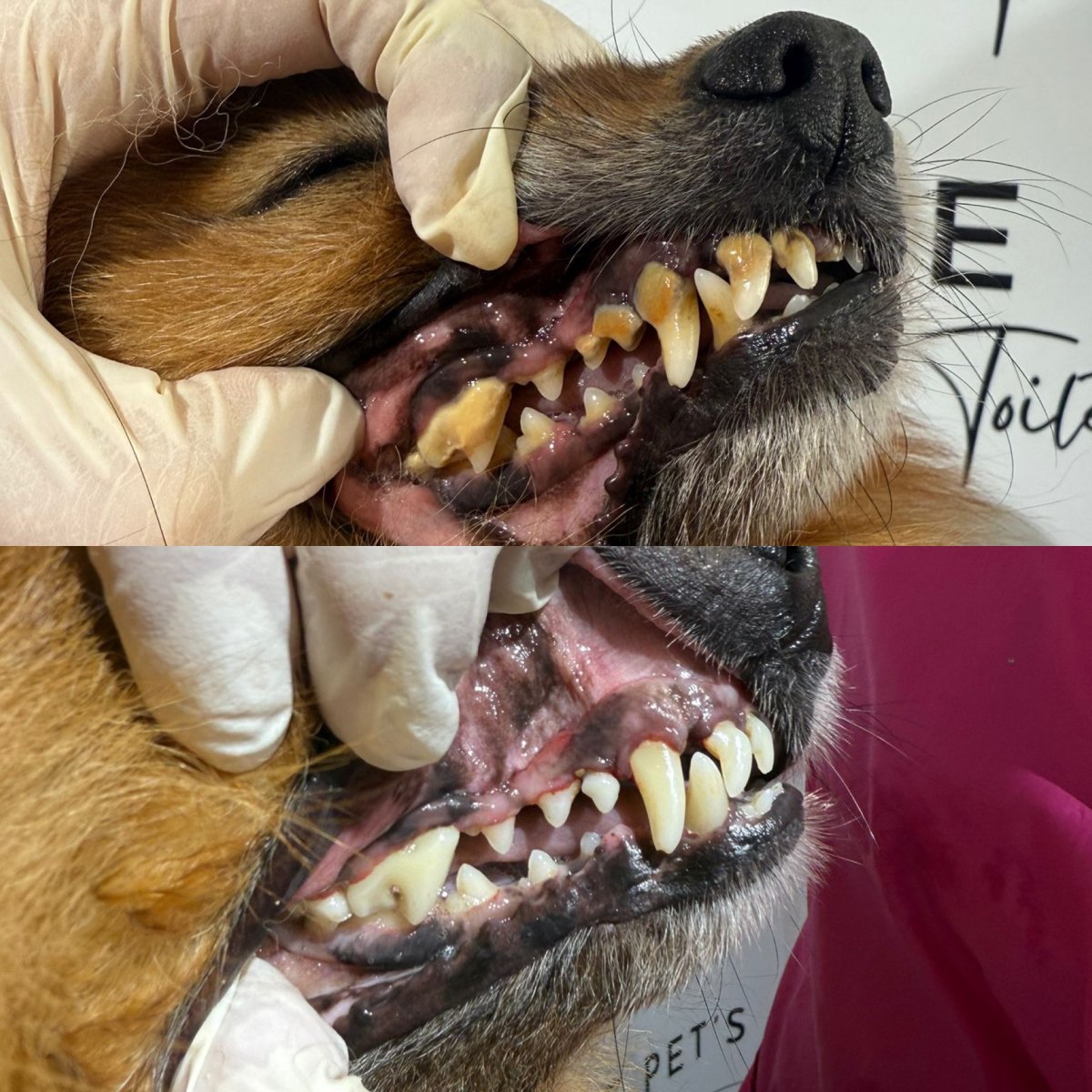 soins dentaire chien Détartrage chien