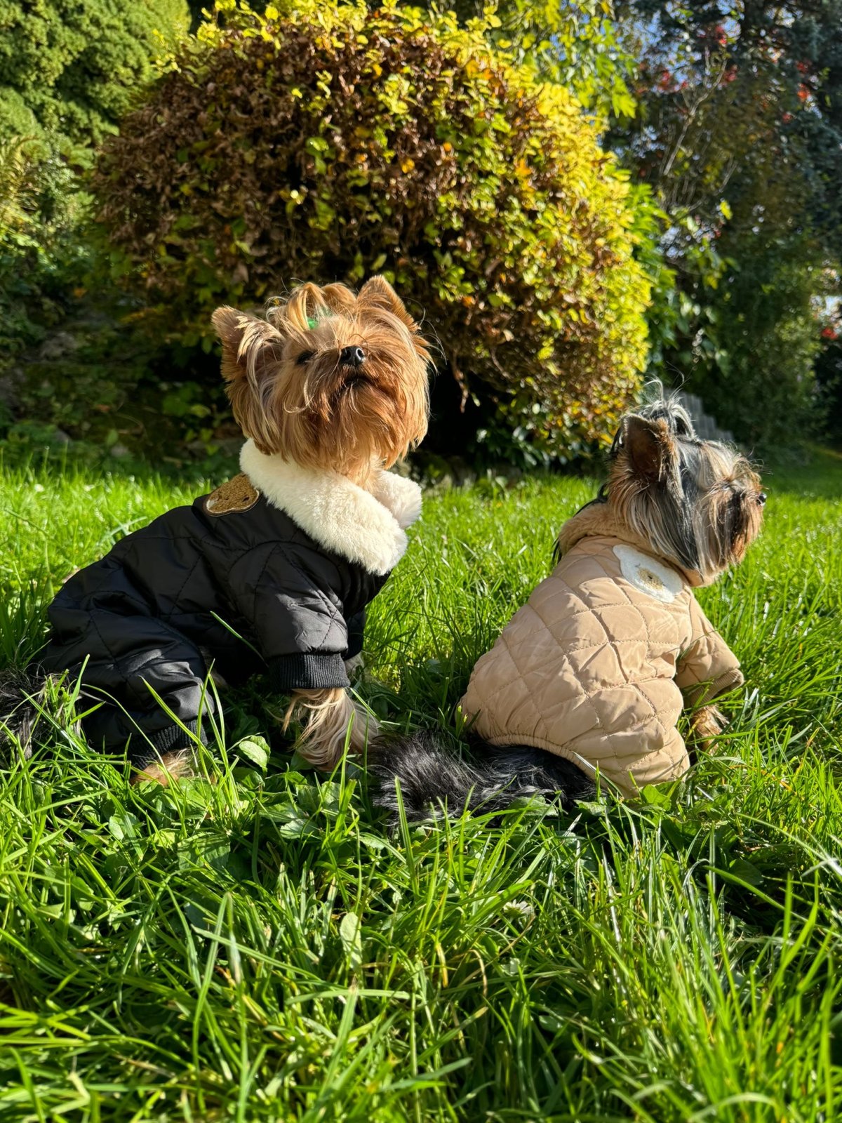 habits chiens manteau chien