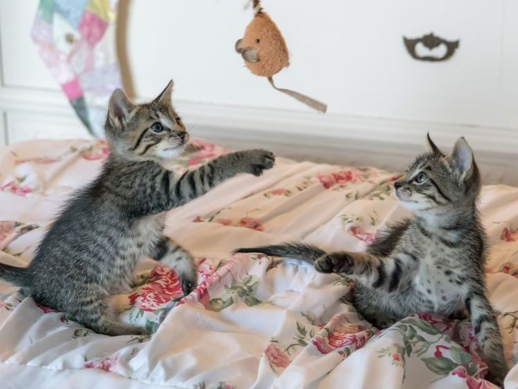 Soins chat Riviera Toilettage chat