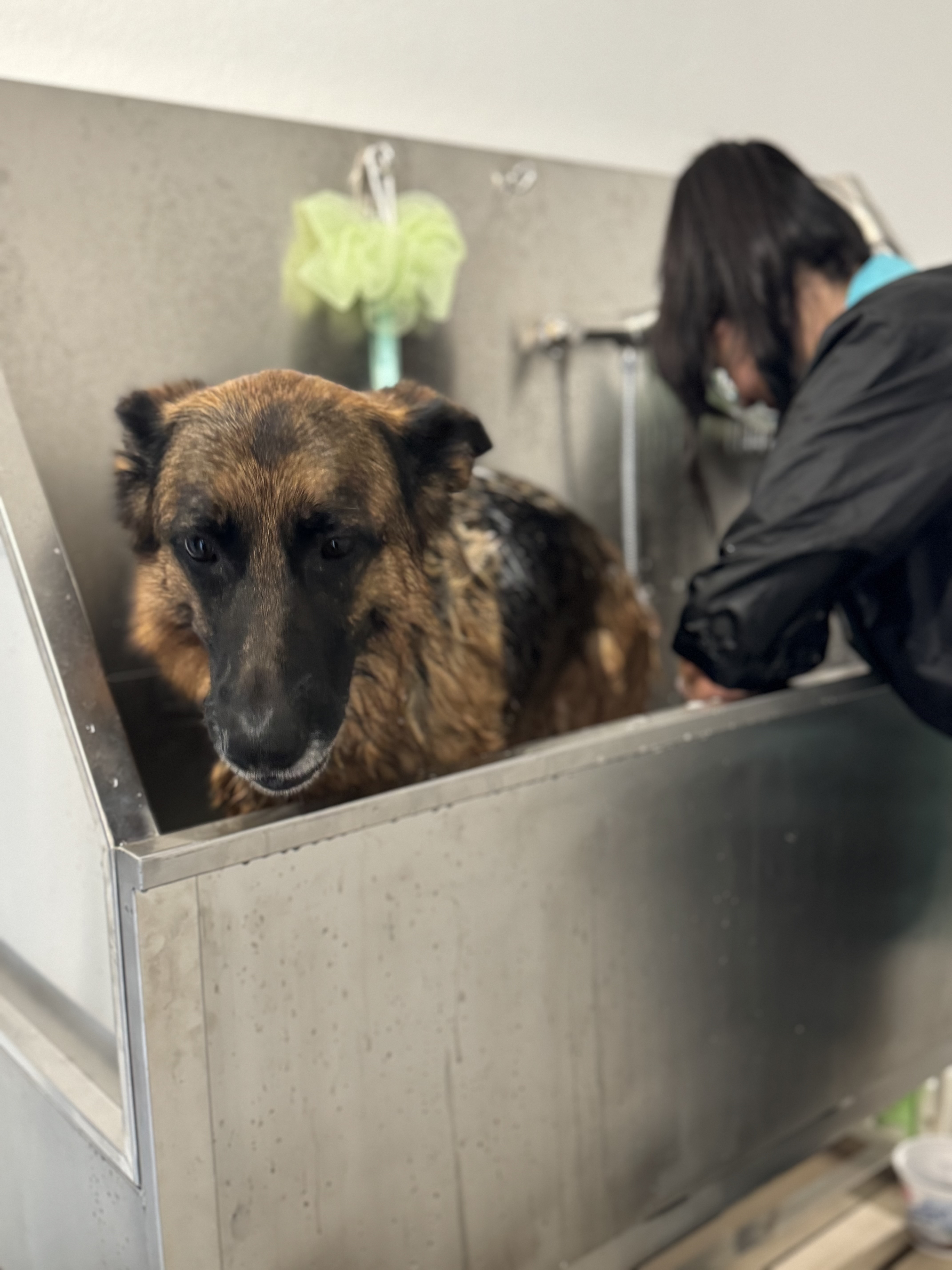 Lavage chiens Riviera Lavage chiens Montreux