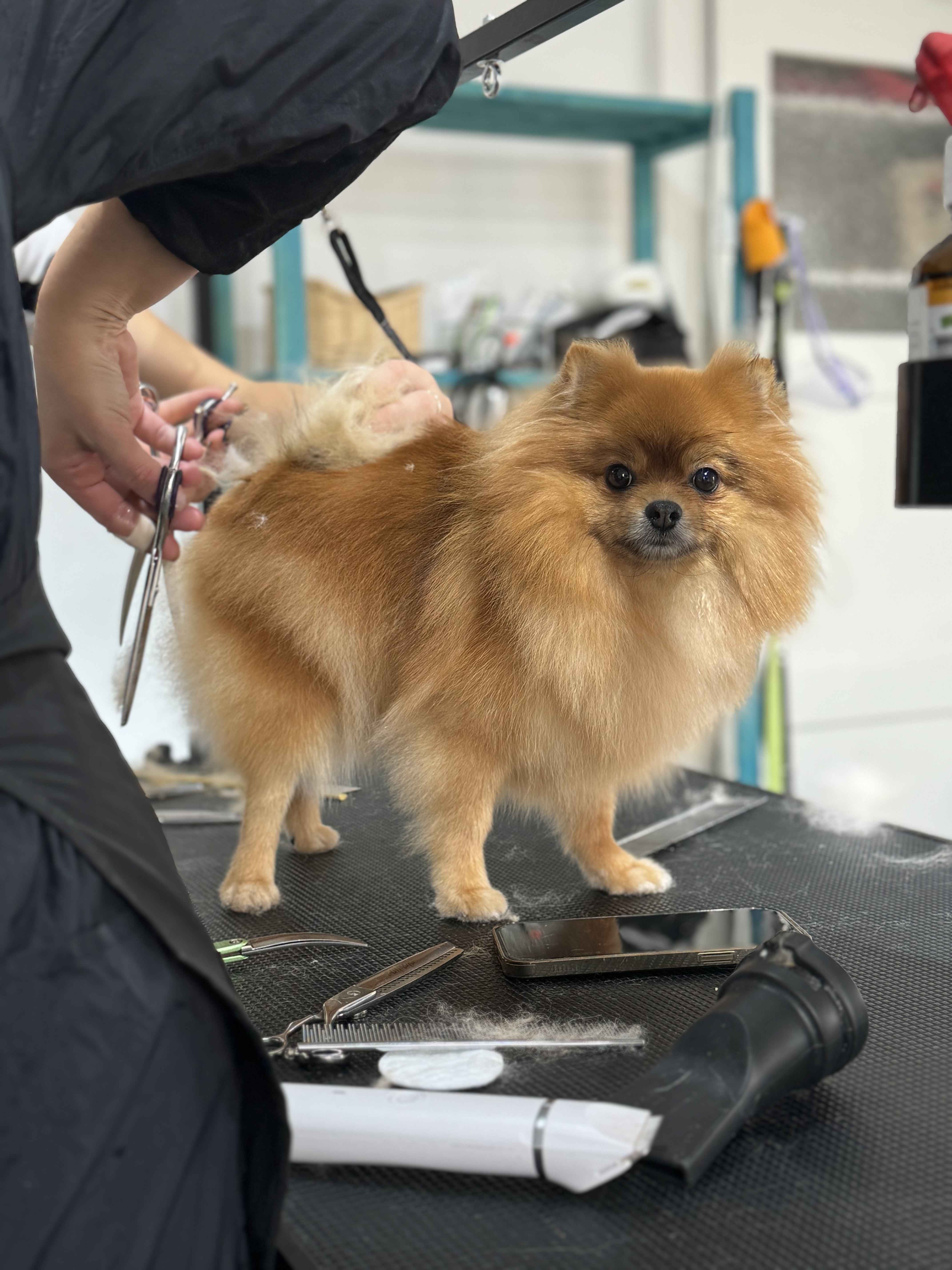 salon toilettage toilettage chien